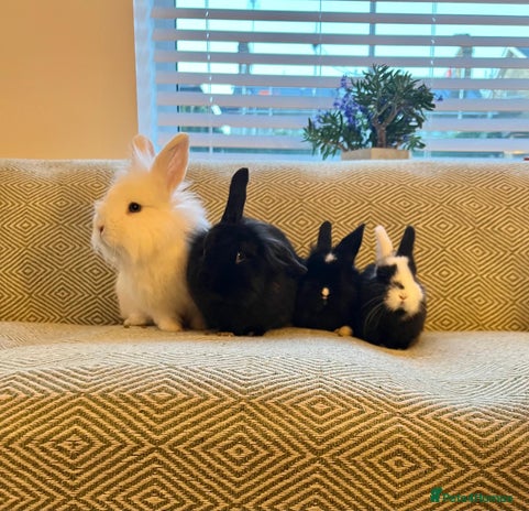 Mini Lion Lop rabbits - Advert 8