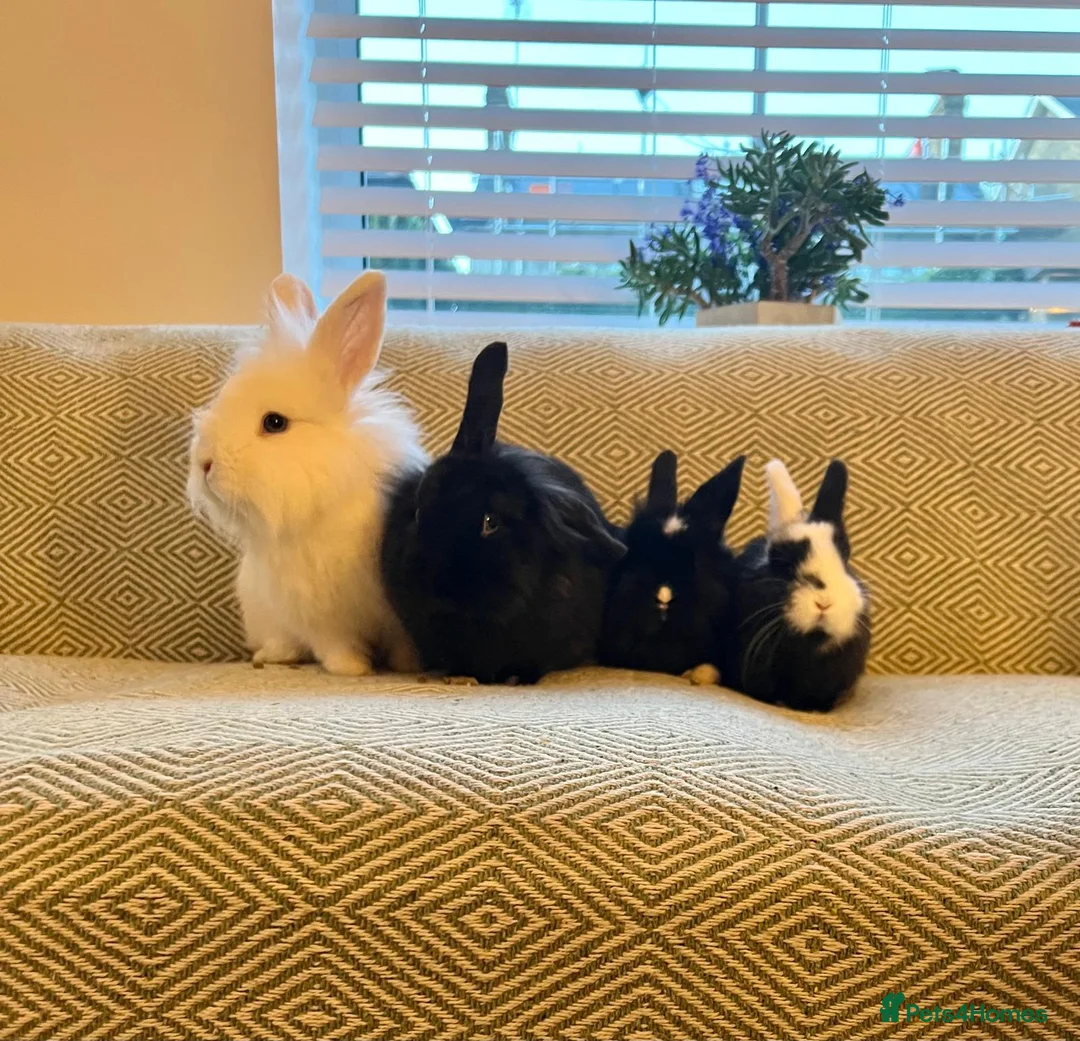 Mini Lion Lop rabbits for sale: Adorable Mini Lion Lops - Advert 1