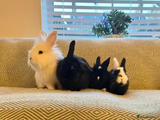 Mini Lion Lop rabbits Adorable Mini Lion Lops - Advert 6