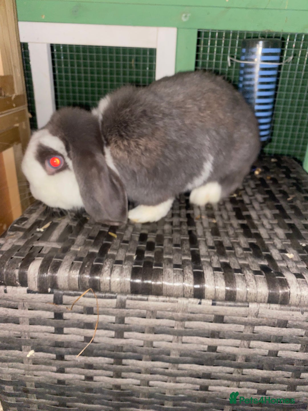 Mini Lop rabbits for sale: Mini lops  - Advert 28