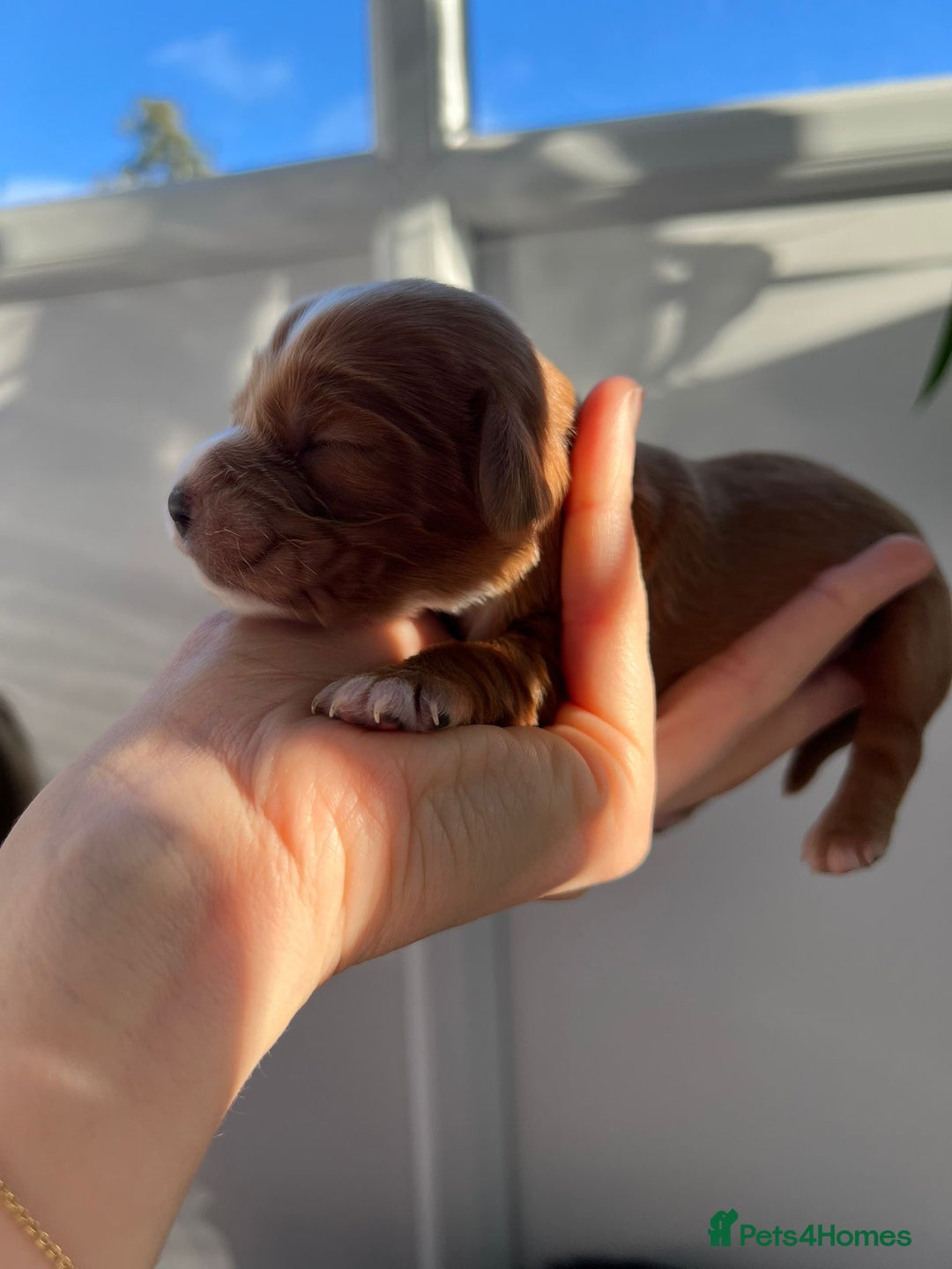 Cocker Spaniel dogs for sale: Show Type Cocker Spaniels. - Advert 19