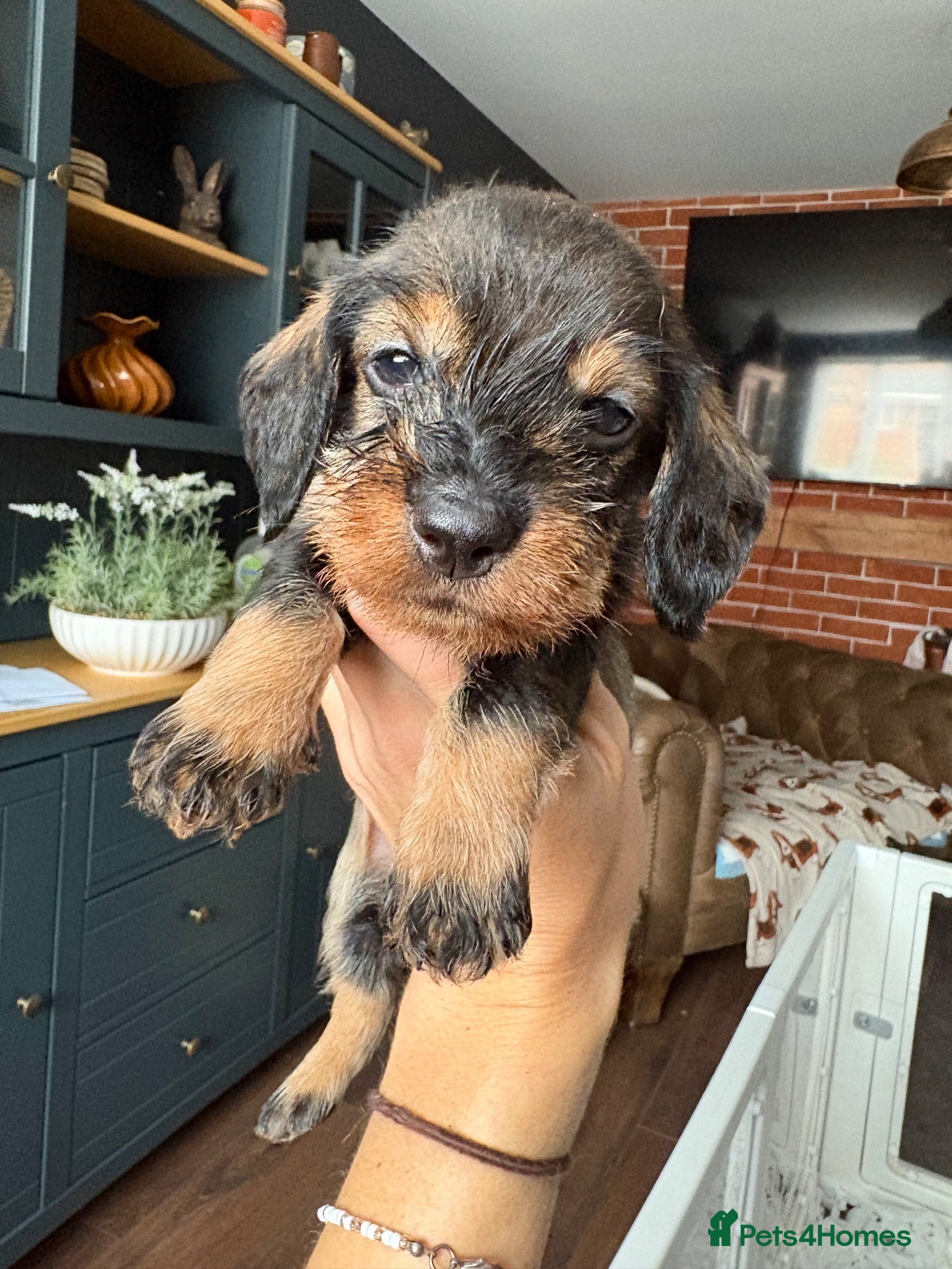 Dachshund dogs ✨Health tested champ KC wirehaired standards✨  - Advert 2