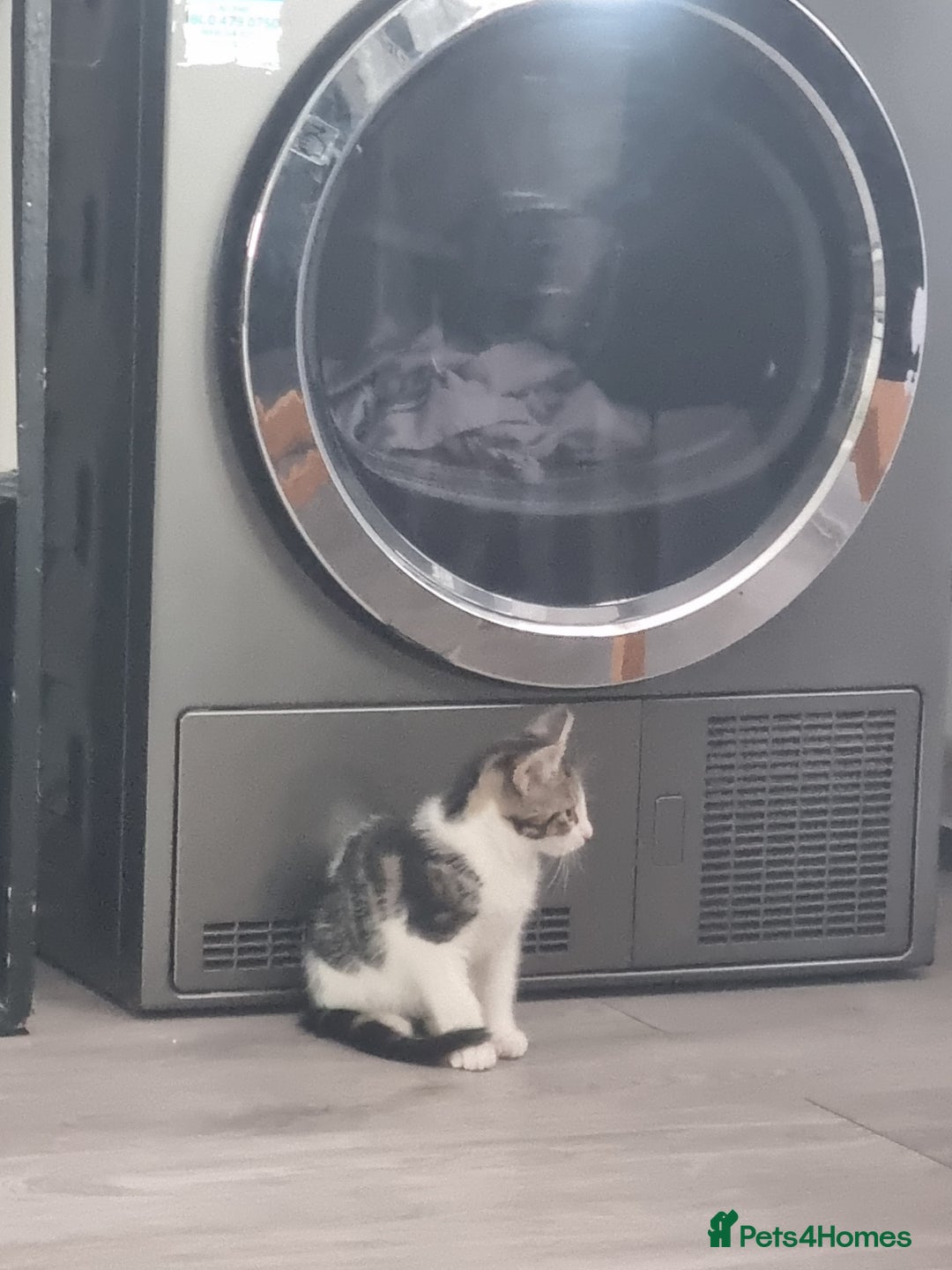 Mixed Breed cats for sale: ******s - Image 3