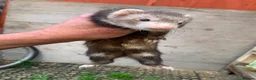 Ferret rodents for sale: Micro Ferrets  - Advert 8