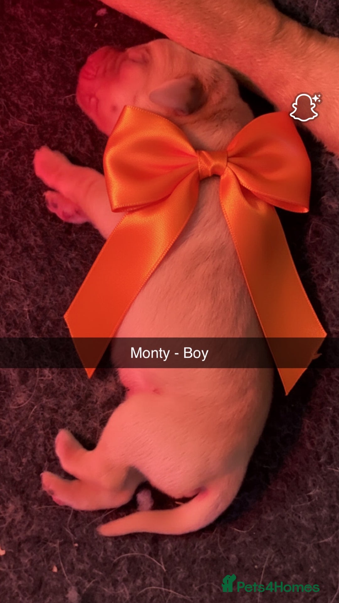 Labrador Retriever dogs for sale: Gorgeous fox red Labrador retriever for sale  - Image 6