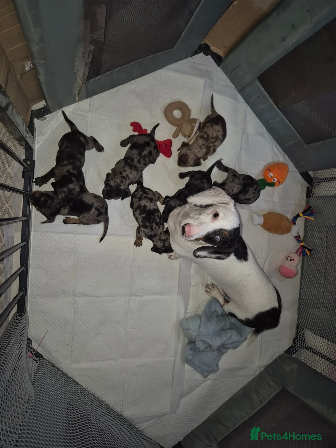 Mixed Breed dogs for sale: Doxiepoo pups merle  in Stoke-on-Trent - Advert 7