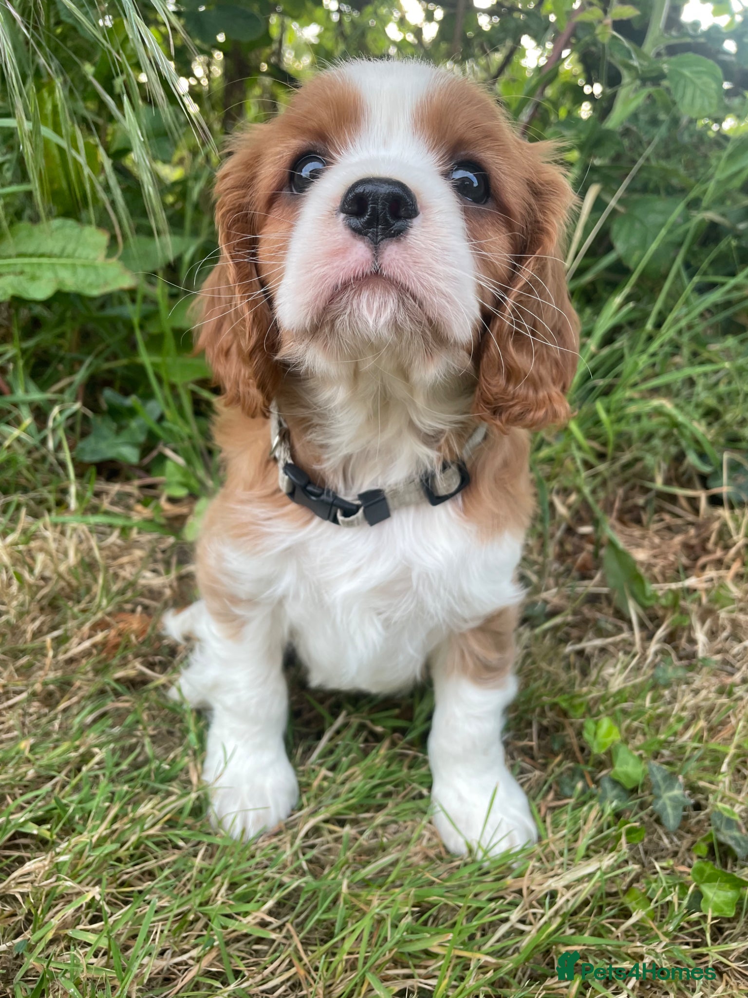 Cavalier King Charles Spaniel dogs 6 Beautiful KC Registered Cavalier King Charles  - Advert 1