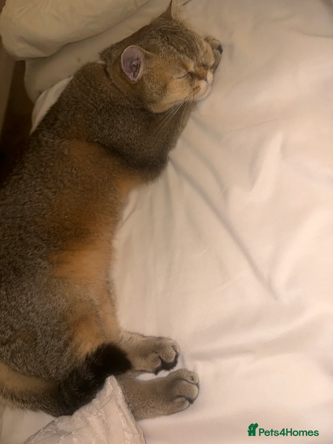 Scottish Fold cats for sale: Coco & Pumpkin  - Advert 3