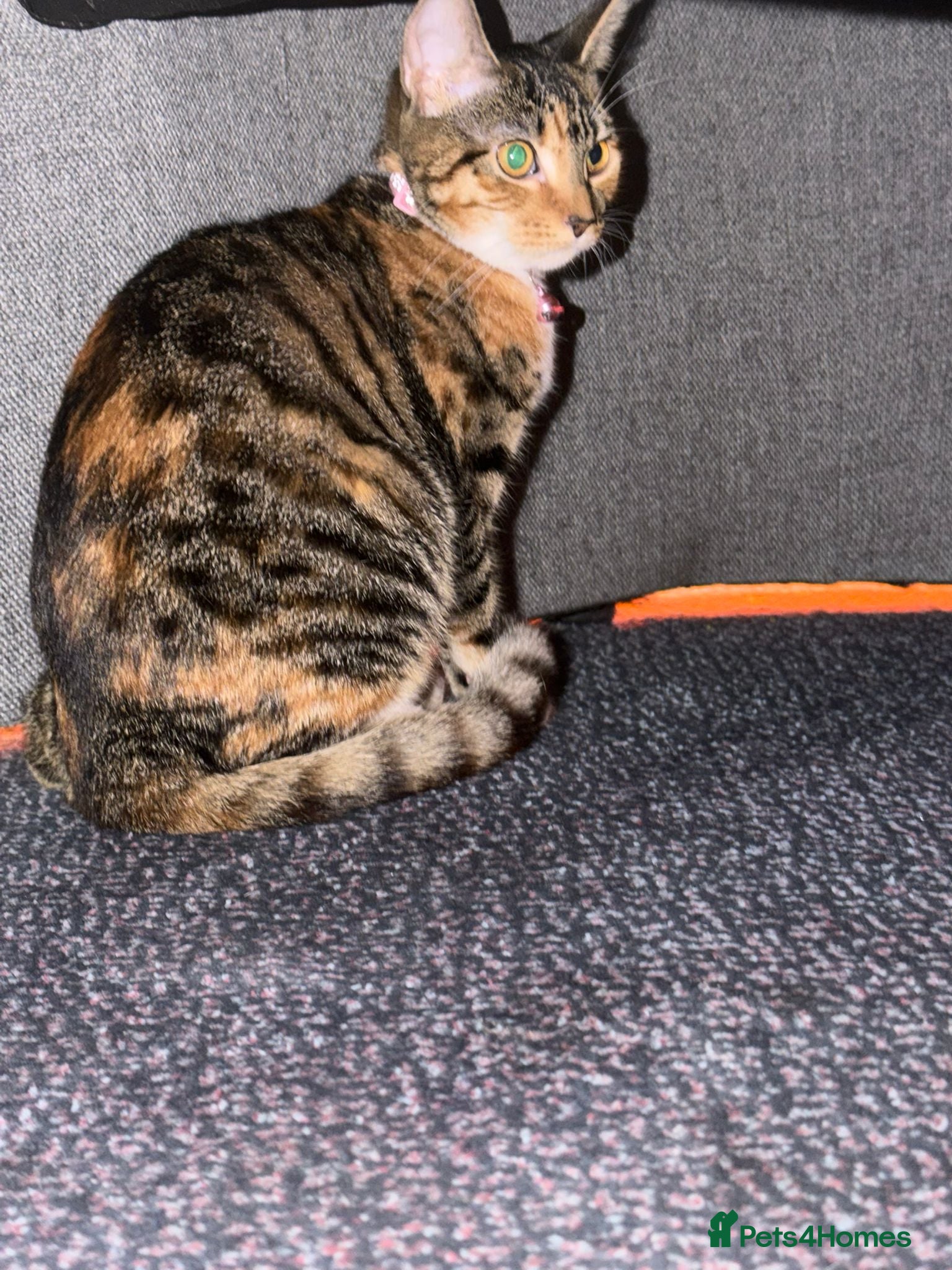 Domestic Shorthair cats Adorable 5-Month-Old Female Kitten Urgent Rehoming - Advert 11