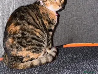 Domestic Shorthair cats Adorable 5-Month-Old Female Kitten Urgent Rehoming - Advert 11