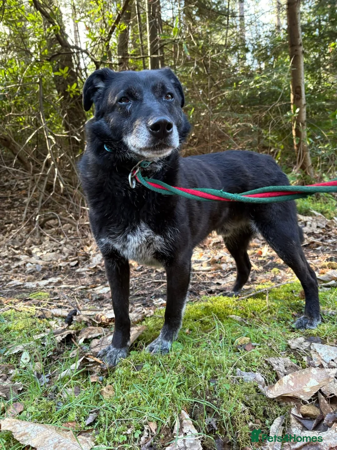 Mixed Breed dogs for adoption: Aramis - Norwich Norfolk  in Norwich - Advert 2