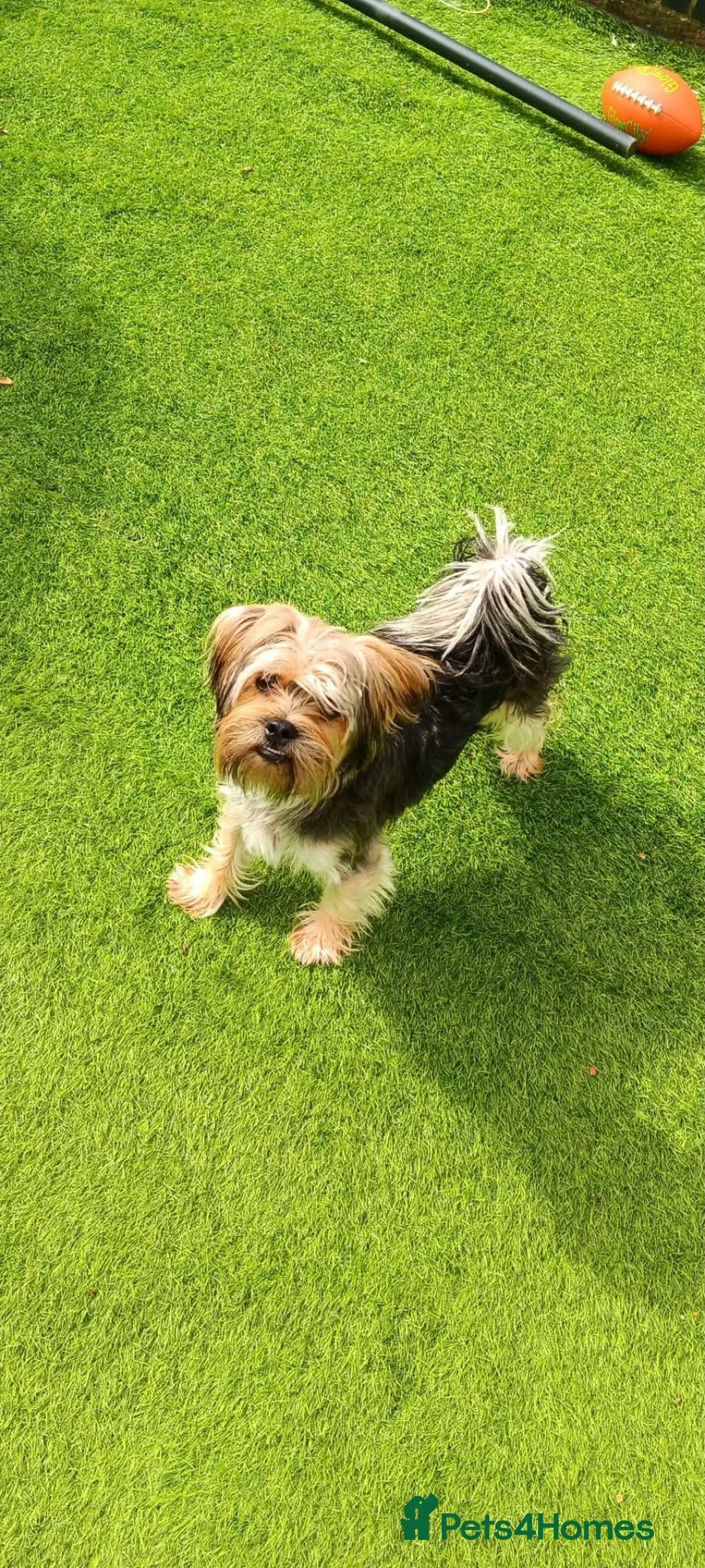 Yorkshire Terrier dogs for sale: Yorkshire terrier in Trowbridge - Advert 2