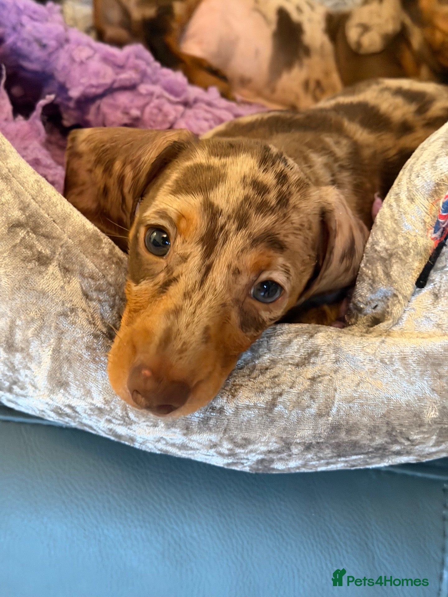 Miniature Dachshund dogs MINIATURE DACHSHUND PUPS - Advert 1