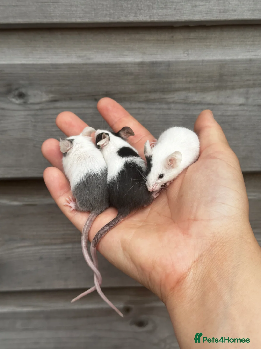 Mouse rodents for sale: Trio of female mice  in Newton Abbot - Advert 2