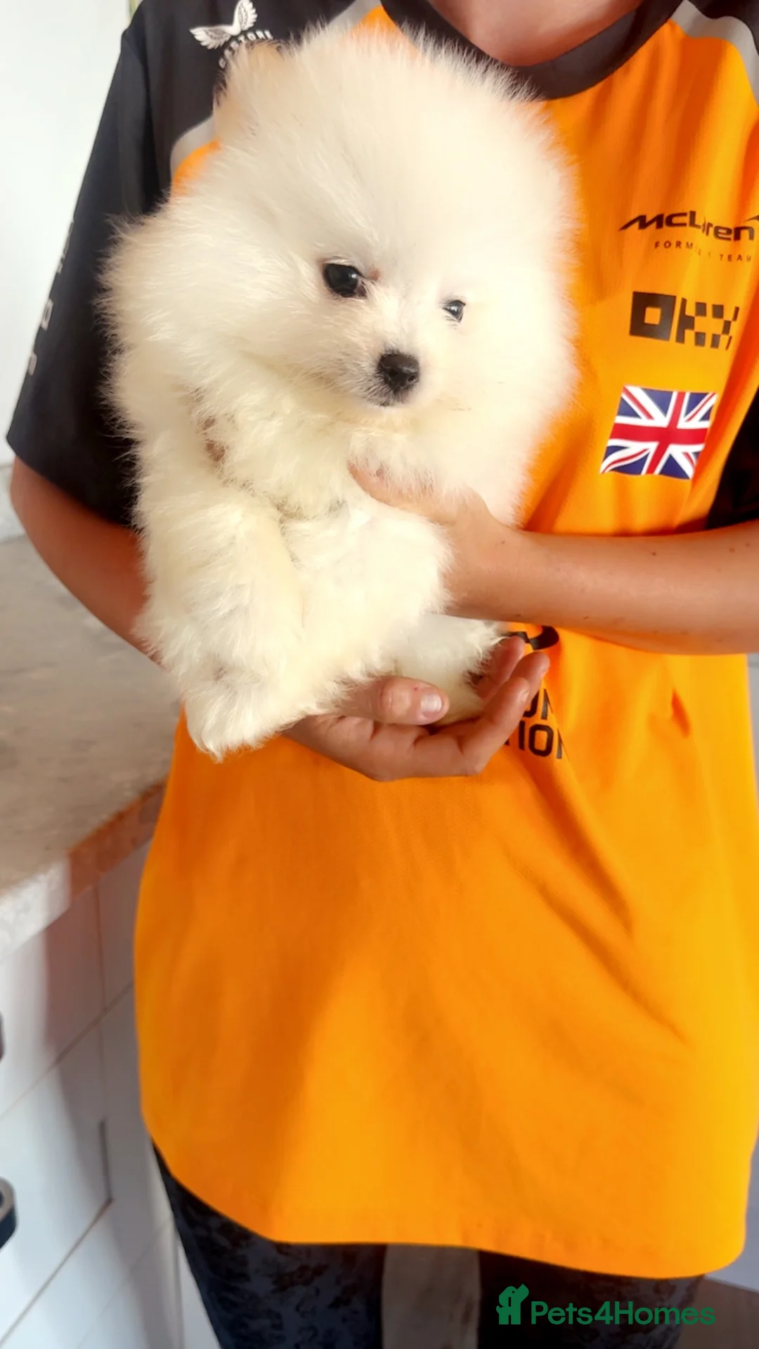 Pomeranian dogs for sale: Little Pomeranian puppies  - Advert 9