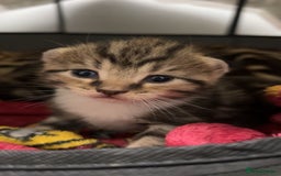 Mixed Breed cats for sale: Kittens for Sale  - Image 3