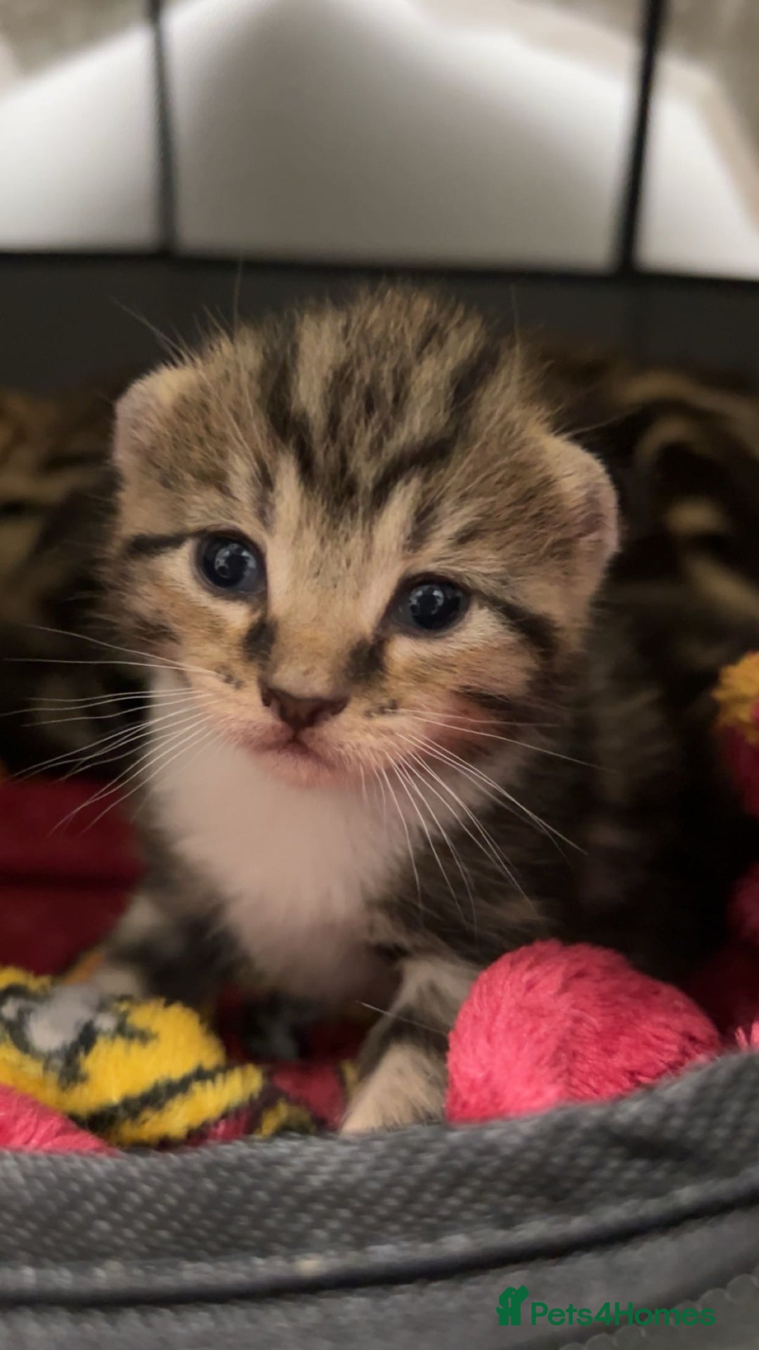 Mixed Breed cats for sale: Kittens for Sale  - Image 3