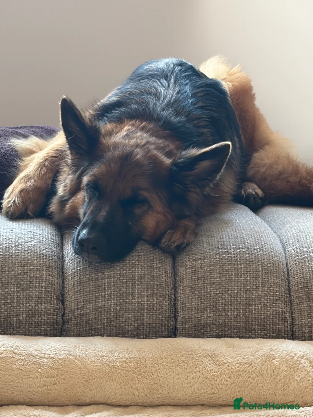 German Shepherd dogs for sale: Pedigree 3year old German shepherd for sale - Advert 2