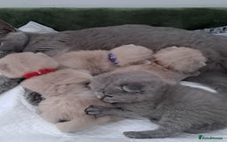 British Shorthair cats for sale: British Shorthair Lilac and Blue colour  - Image 5