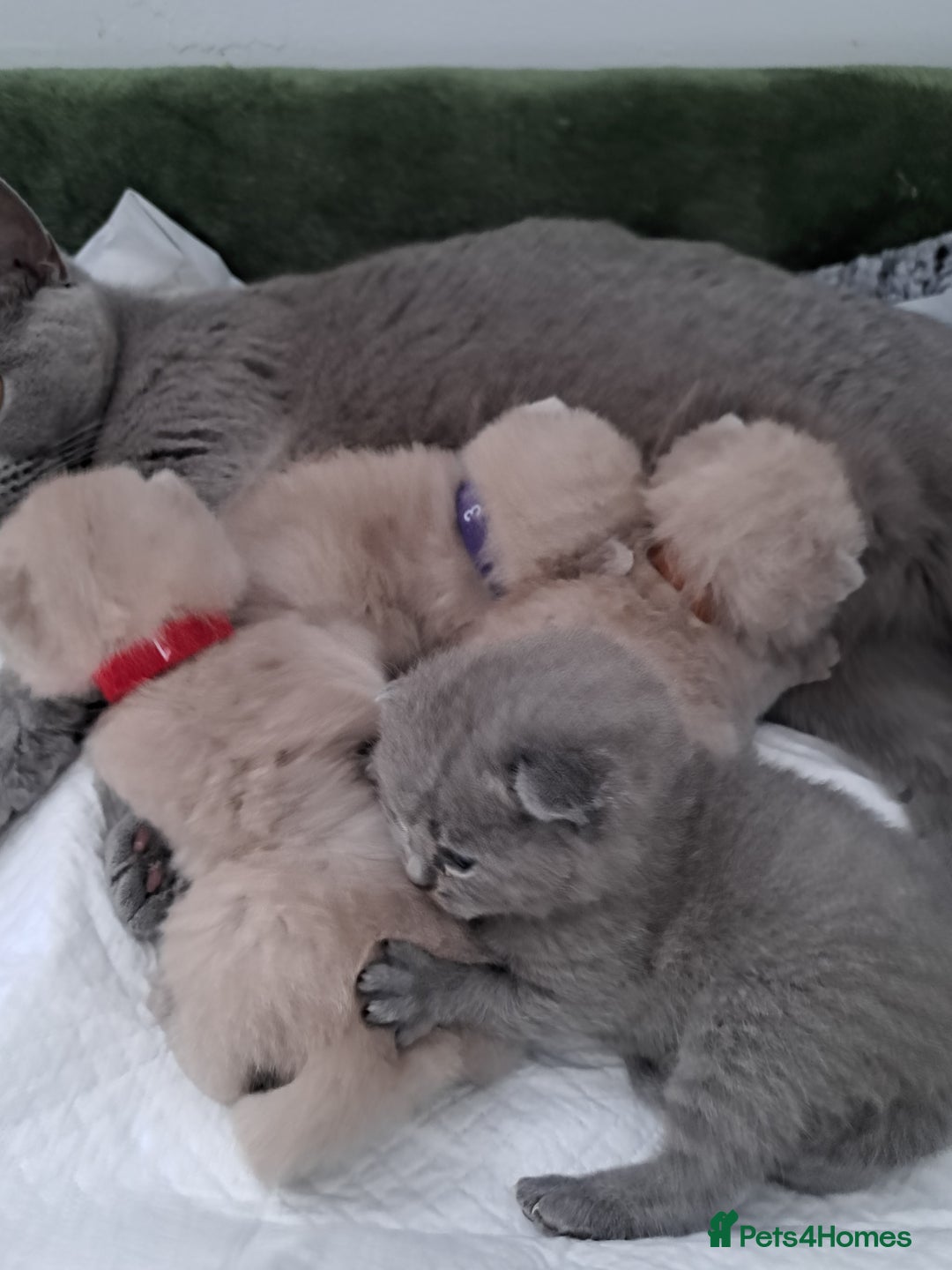 British Shorthair cats for sale: British Shorthair Lilac and Blue colour  - Image 5