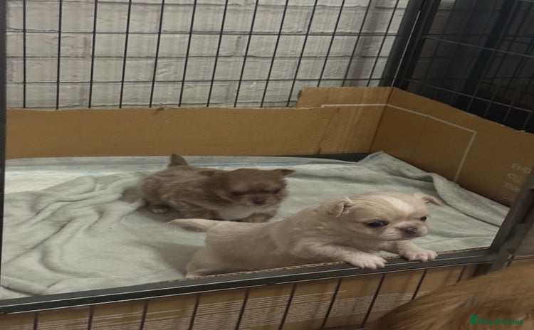 Chihuahua dogs Chihuahua puppies  - Advert 7