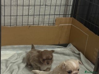 Chihuahua dogs Chihuahua puppies - Advert 17