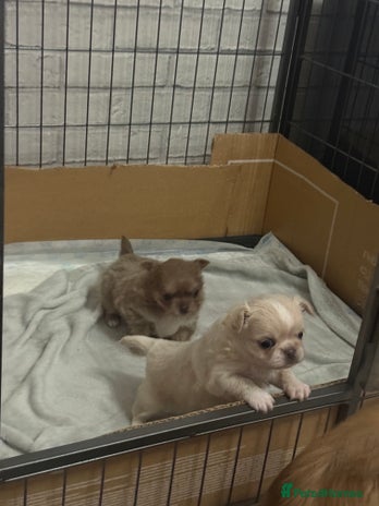 Chihuahua dogs Chihuahua puppies - Advert 2