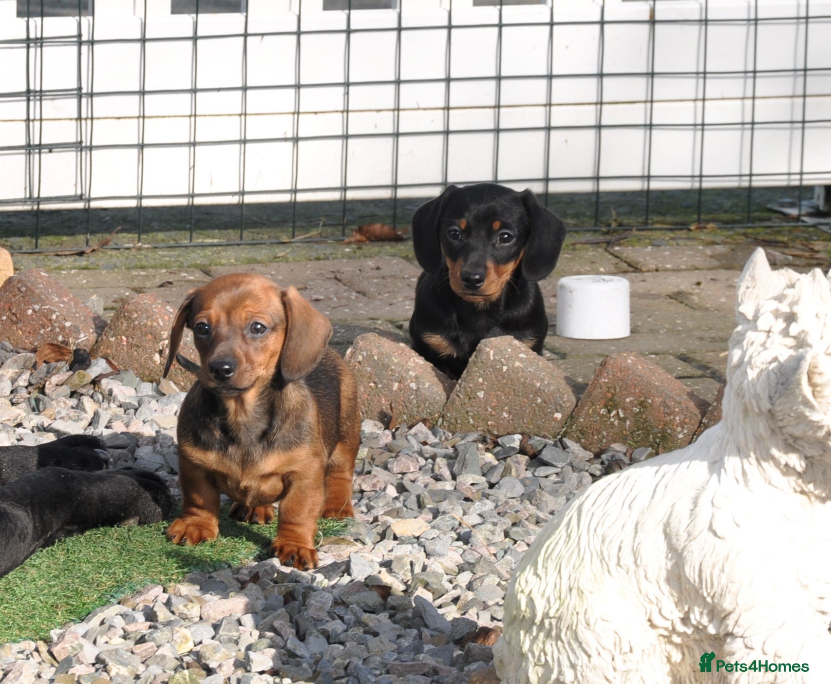 Miniature Dachshund dogs Kennel Club Mini Smooth Dachshund Puppy Girls - Advert 4