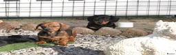 Miniature Dachshund dogs for sale: Kennel Club Mini Smooth Dachshund Puppy Girls - Advert 1