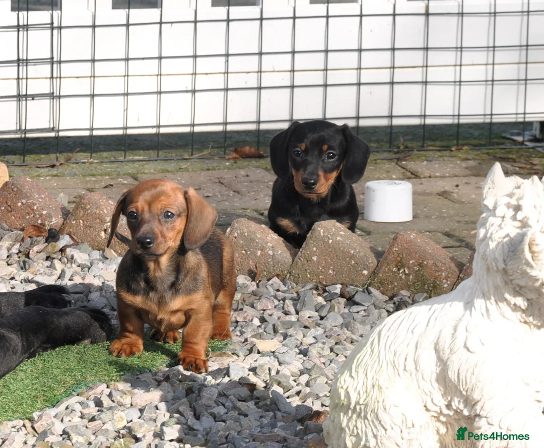 Miniature Dachshund dogs for sale: Kennel Club Mini Smooth Dachshund Puppy Girls - Advert 1