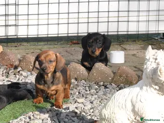 Miniature Dachshund dogs Kennel Club Mini Smooth Dachshund Puppy Girls - Advert 4