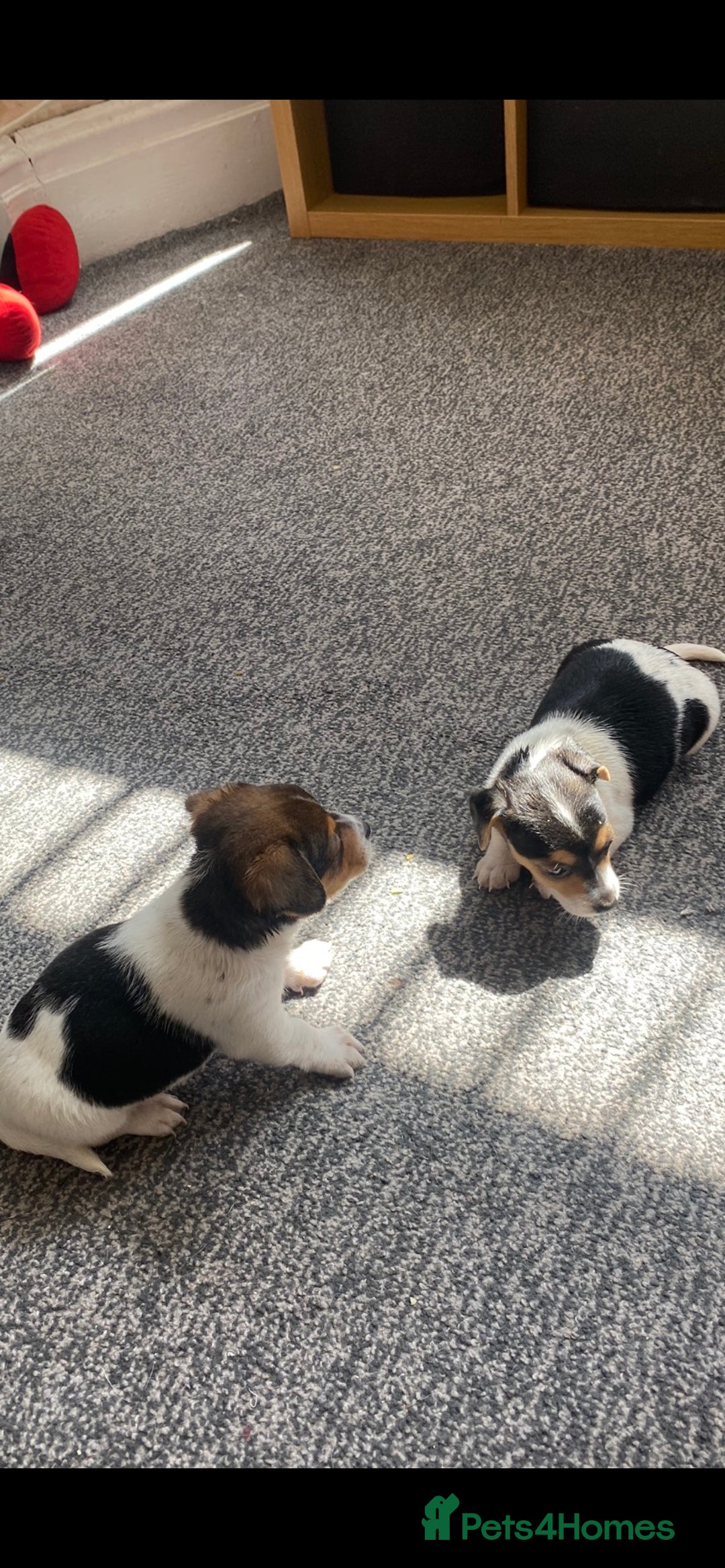 Jack Russell dogs for sale: Jack Russell  - Image 4