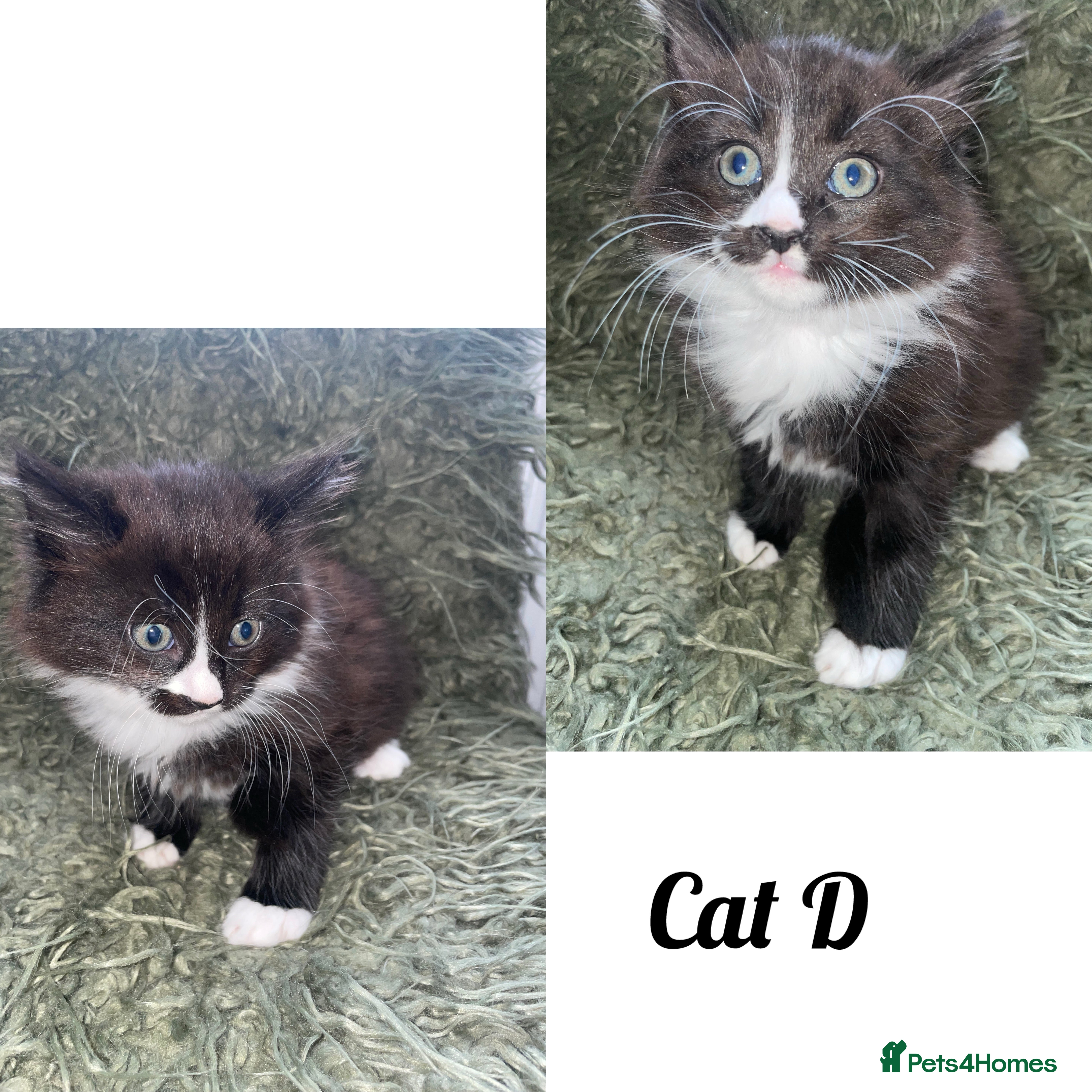 Mixed Breed Kitten 4