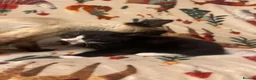 Siamese cats for sale: Lovely Siamese kittens ready to leave  - Advert 9