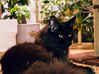 Maine Coon cats Gorgeous Black Smoke Purebred Maine Coon - Advert 14