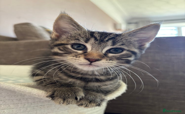 Mixed Breed cats - Advert 2
