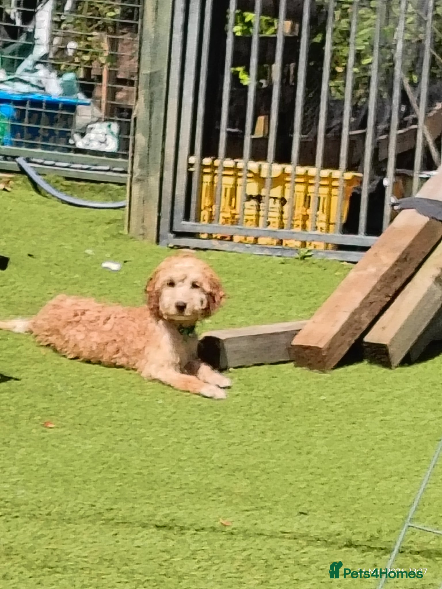 Cockapoo dogs Cockapoos last 4 little girls  now2 - Advert 2