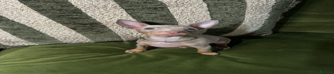 Miniature Pinscher Puppy 5