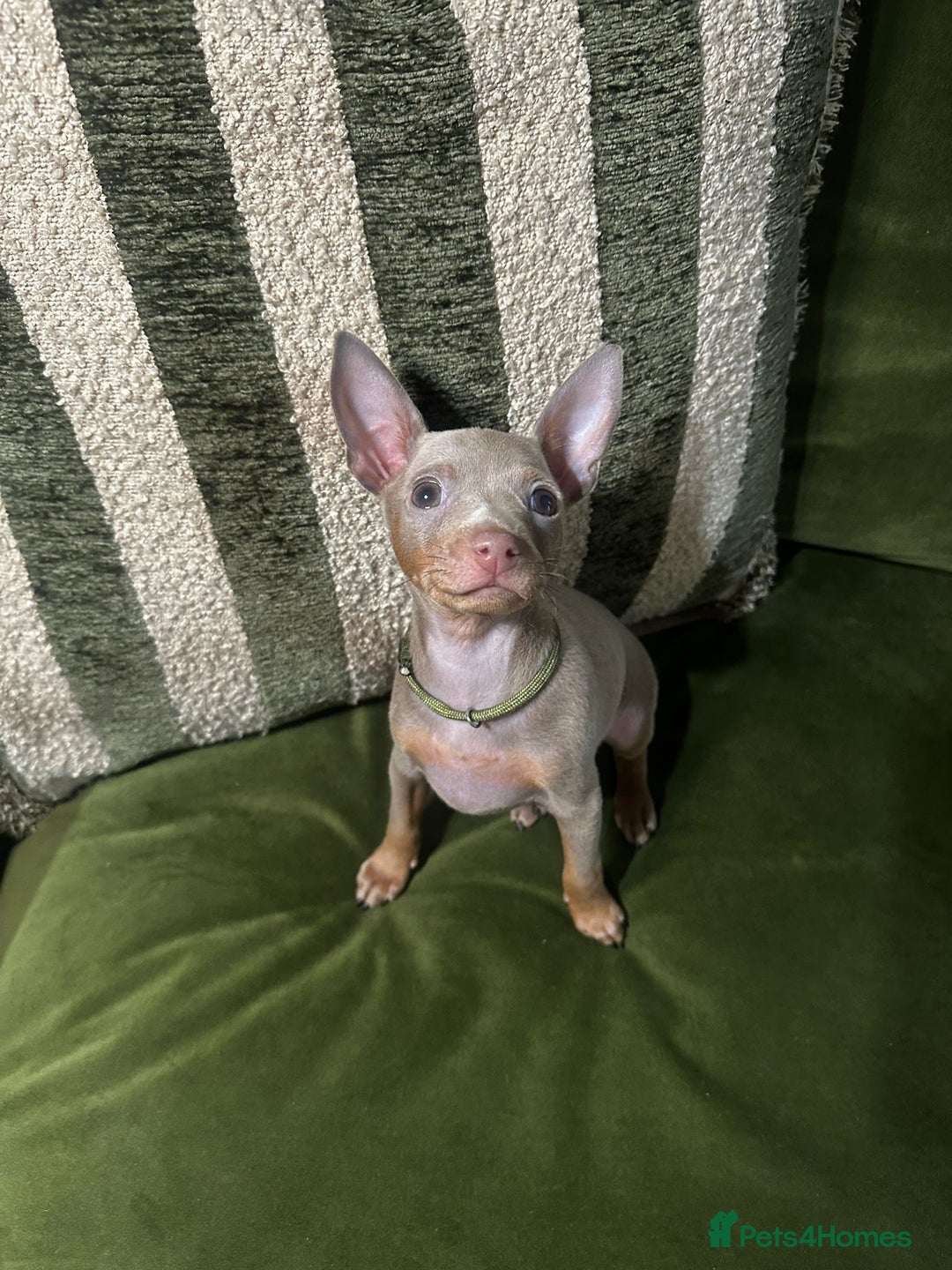 Miniature Pinscher dogs for sale: Stunning Miniature Pinschers - Advert 11