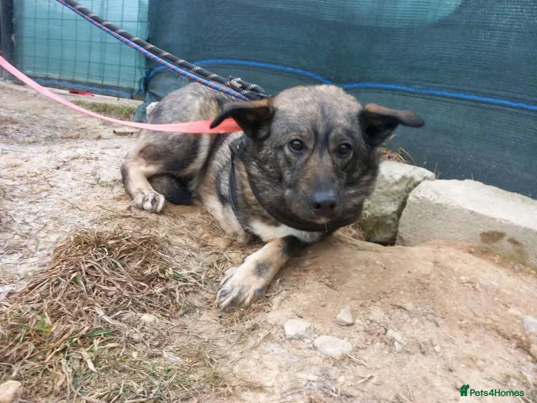 Mixed Breed dogs for adoption: Meet Rosa, currently residing in Guildford  in Guildford - Advert 7