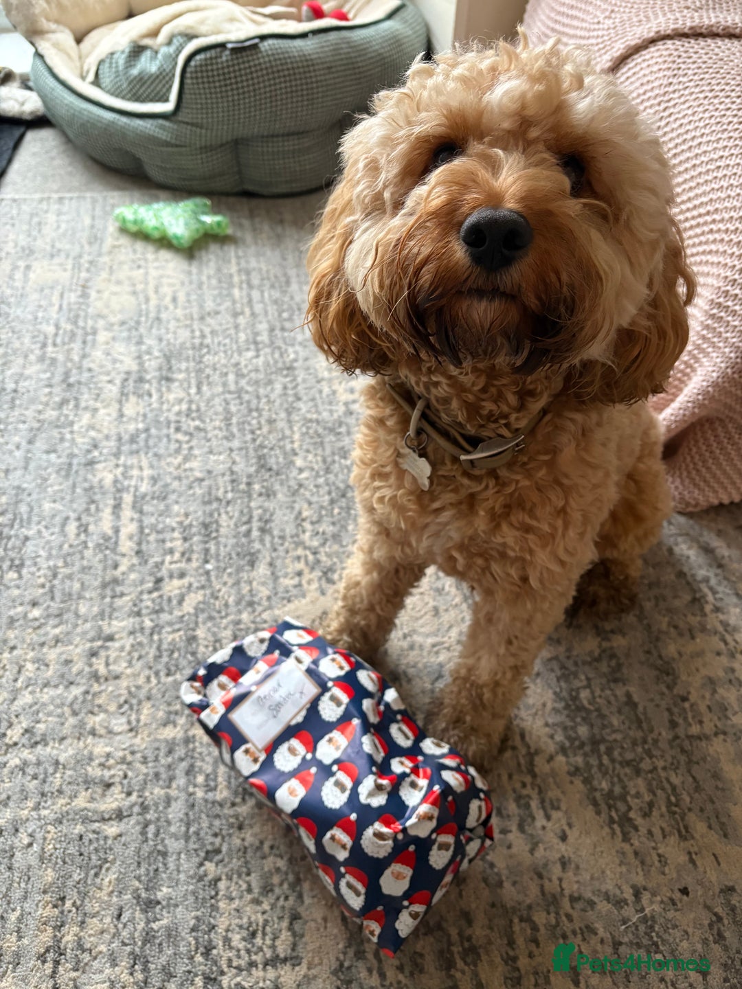 Cavapoo dogs for stud: Proven F1 Cavapoo for stud - Advert 4