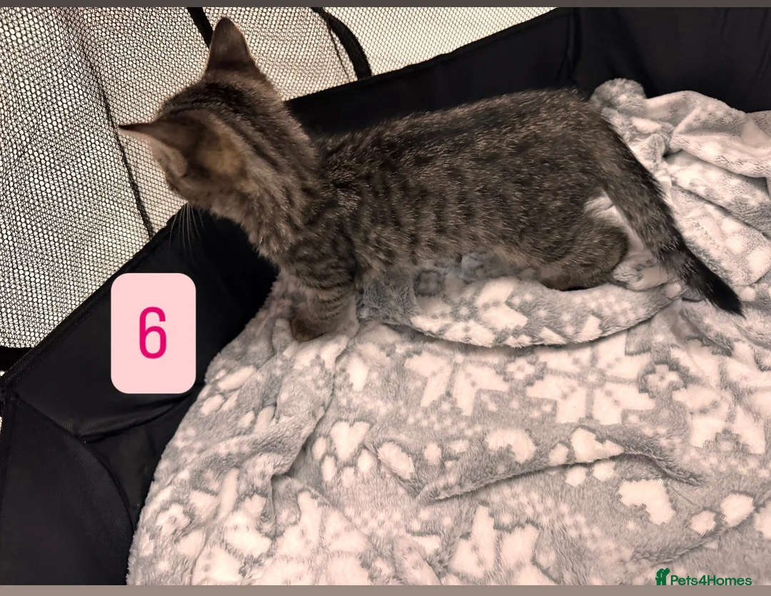 Mixed Breed cats for sale: Tabby Kittens available  - Advert 19