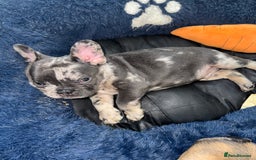 French Bulldog dogs for sale: Fluffy Gene Carrying Frenchies - Image 11