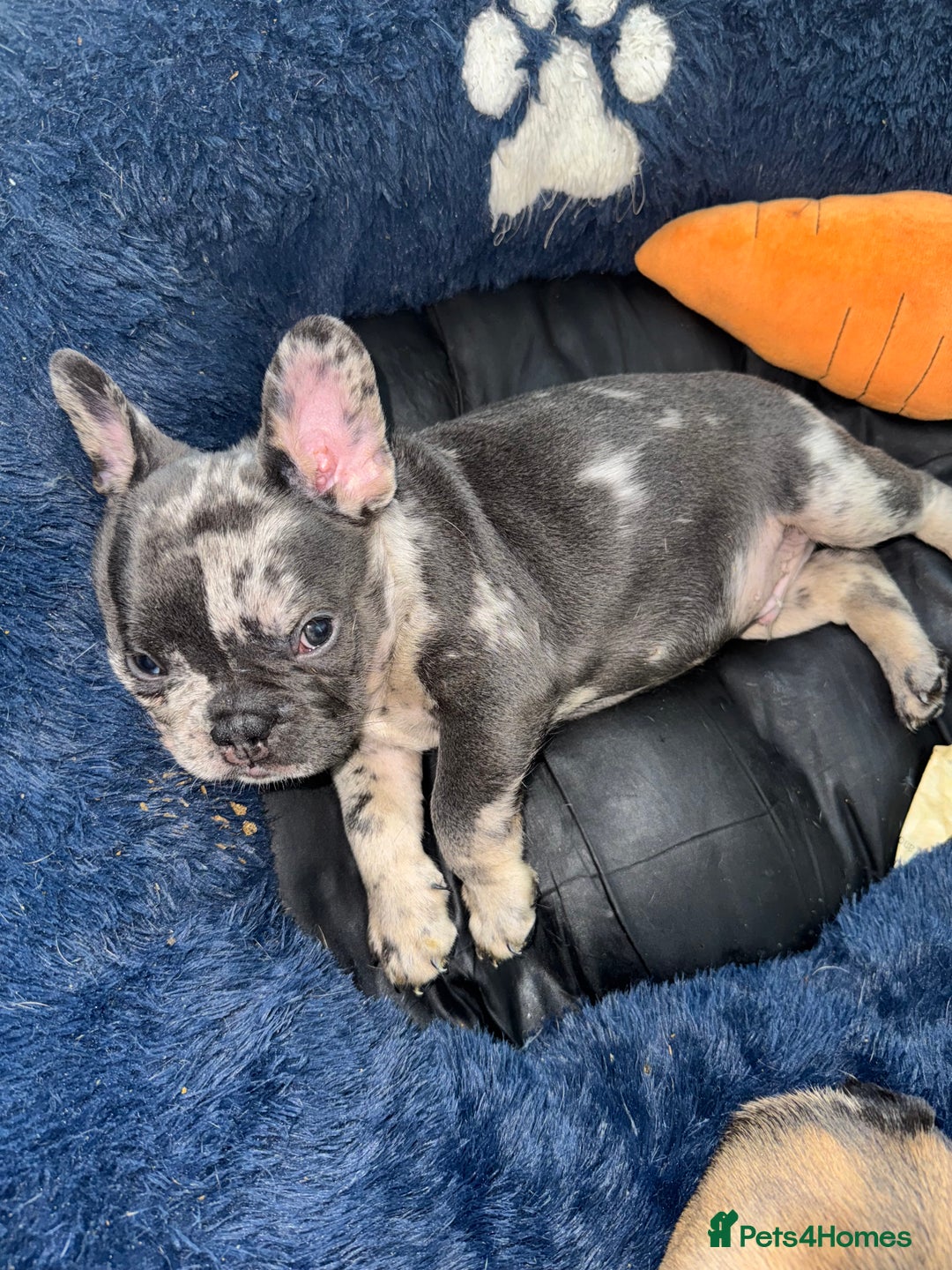 French Bulldog dogs for sale: Fluffy Gene Carrying Frenchies - Image 11