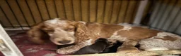 Cocker Spaniel dogs for sale:  Beautiful Cocker Spaniel show type pups  - Advert 8