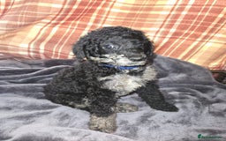 Mixed Breed dogs for sale: Amazing cuddly male pups cockapoo - Image 5