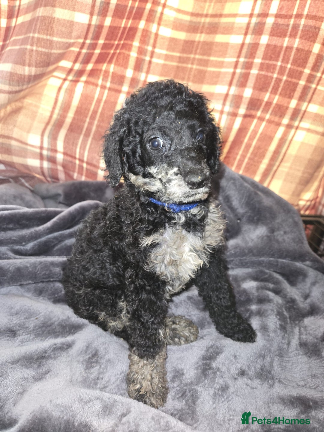 Mixed Breed dogs for sale: Amazing cuddly male pups cockapoo - Image 5