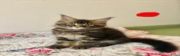 Maine Coon cats for sale: Full Maine Coon Kittens - Advert 23