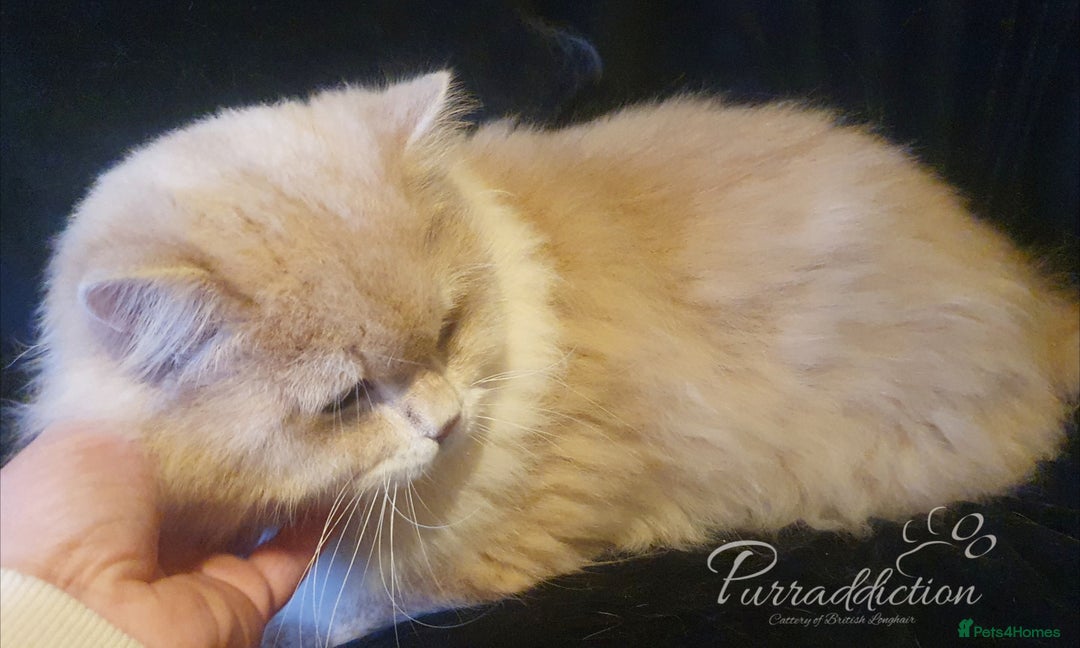 British Longhair cats for sale: Sweet Blue golden copper tipped Longhair boy  - Image 6