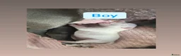 Staffordshire Bull Terrier dogs for sale: 5 beautiful girls and 2 stunning boy staffys.  in Reading - Advert 2